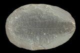 Pecopteris Fern Fossil (Pos/Neg) - Mazon Creek #72363-1